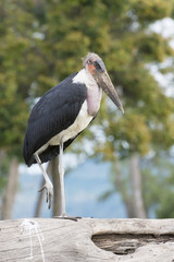 Marabou (Leptoptilos crumeniferus) standing on dead tree, Masai Mara, Kenya, Africa