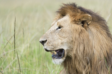 Obraz na płótnie Canvas Male lion (Panthera leo) portrait, Masai Mara, Kenya