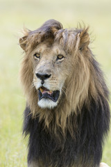 Male lion (Panthera leo) portrait, Masai Mara, Kenya