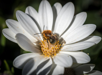 white Daisy flowers with bee pollinating, macro close-up