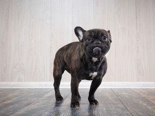 Funny dog. Portrait of a French bulldog