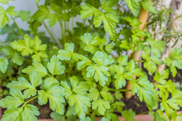 Fototapeta na wymiar parsley plant for the kitchen