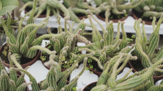 View of cactuses for seedling in greenhouse 4K