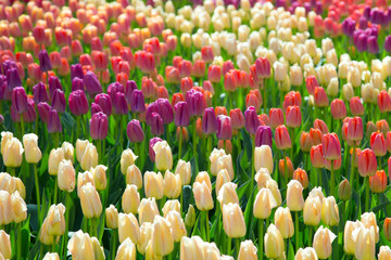Blühende Tulpen im Frühling