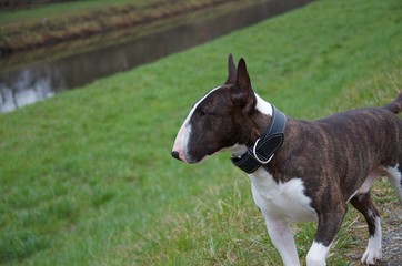 Miniature Bull Terrier