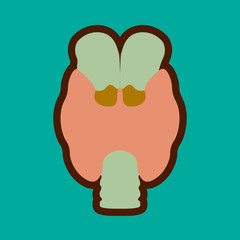 Thyroid. Endocrine gland. Illness of the endocrine system