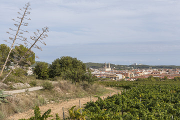 Landscape with vineyards in Penedes wine zone, at background village of  Sant Pere de Ribes, province Barcelona, Catalonia.