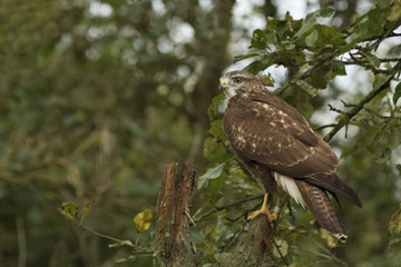  Common buzzard sitting on a tree stump
