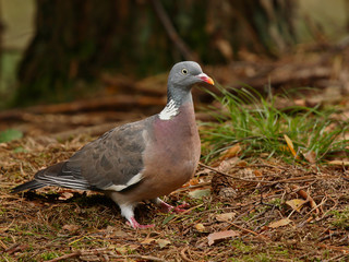 wood-pigeon