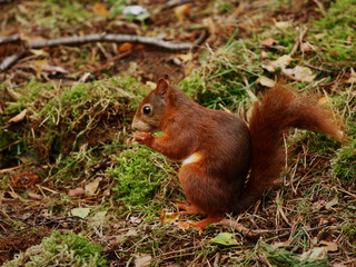 Naklejka na ściany i meble Red squirrel sitting in the forest on the ground to eat something