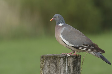 Common wood pigeon sitting on a stump