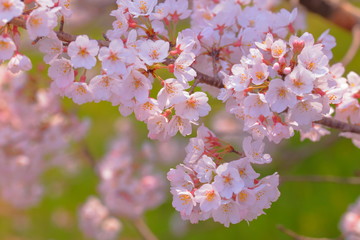 桜