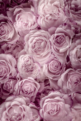 Fototapeta na wymiar Rosen pink, Hintergrund