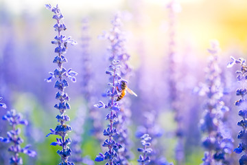 Bumblebee on lavender blooming flower in warming sunrise