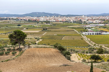Fototapeta na wymiar General view, Penedes wine region, at background, city of Vilafranca del Penedes, Catalonia, Spain.