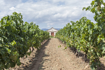 Fototapeta na wymiar Vineyard field and agricultural structure in Penedes wine region, Catalonia, Spain.