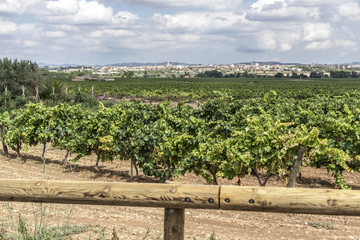 Fototapeta na wymiar Landscape with vineyards in Penedes zone, at background, Vilafranca del Penedes,Catalonia,Spain.