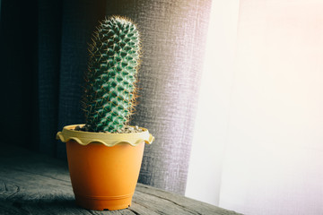 green cactus on table