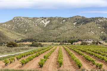 Fototapeta na wymiar Landscape with vineyards in Penedes zone,Catalonia,Spain.