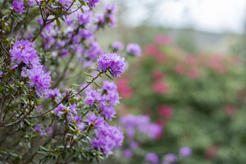 Camellias and Rhododendrons in April, Cornwall.