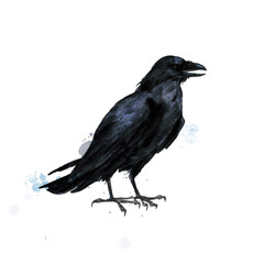 Raven. Watercolor Illustration.