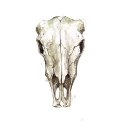 Rolgordijnen Dierlijke schedel. Aquarel illustratie. © nataliahubbert