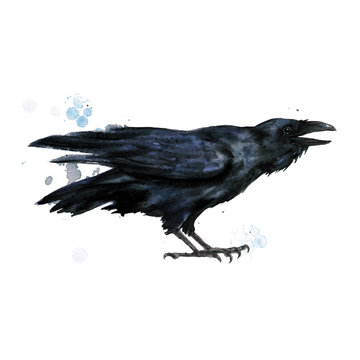 Raven. Watercolor Illustration.