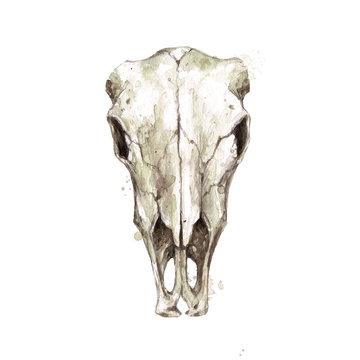 Animal skull. Watercolor Illustration.