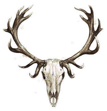 Deer Skull. Watercolor Illustration.