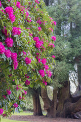 Camellias and Rhododendrons in April, Cornwall.