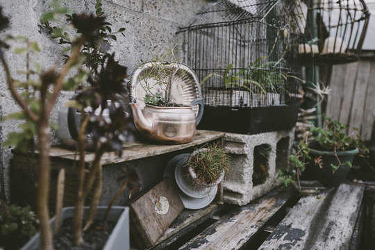 Potted plants in garden
