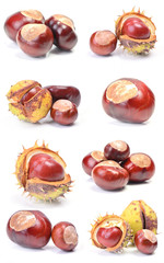 Chestnut collection