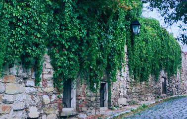 Virginia creeper on the stone wall background