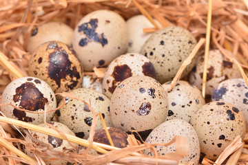 Obraz premium Quail eggs