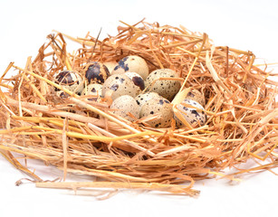 Obraz premium Quail eggs