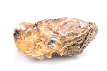 Fresh oyster