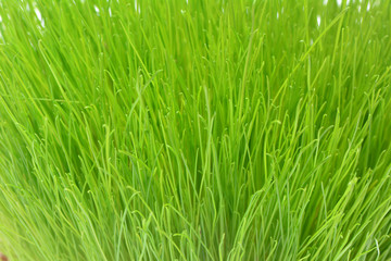 Green grass