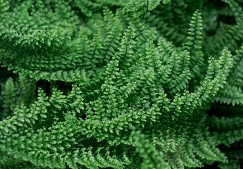 Water plant texture. Green herbal leaves closeup