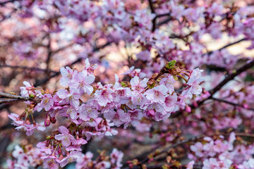 Fototapeta premium a large group of pink plum blossoms