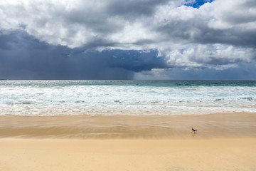 Seagull walking on sandy beach against stormy sky
