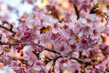 Pink plum blossoms