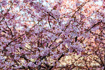 Plum trees in full bloom