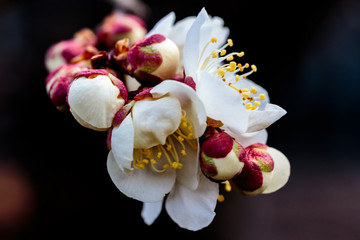 cluster of plum blossoms macro