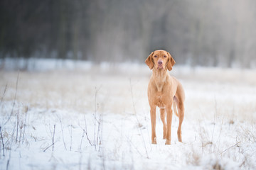 Outstanding hungarian pointer dog on snow