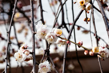 plum trees full of blossoms 2