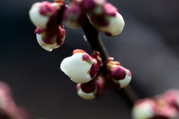 opening plum blossoms