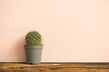 Cactus pot over pink background with copy space