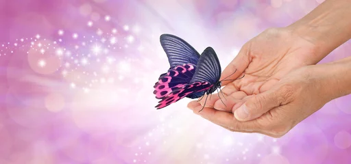 Photo sur Aluminium Papillon Moment spécial avec un beau papillon - un papillon rose et noir aux ailes ouvertes reposant sur le bout des doigts des mains féminines en coupe sur un fond rose étincelant avec une lumière blanche