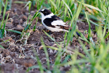 Collared Flycatcher (Ficedula albicollis)