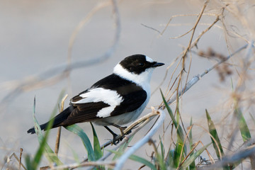 Collared Flycatcher (Ficedula albicollis)